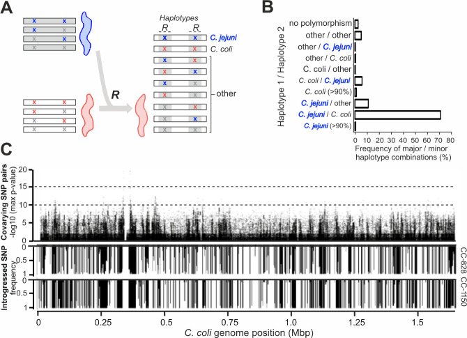 SNP combinations create new haplotypes with C. jejuni and C. coli; haplotypes 1 and 2 versus frequency of major and minor haplotype combinations, and covarying SNP pairs and introgressed SNP versus C. coli genome position are in respective illustrations.