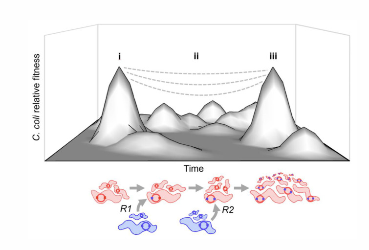 An illustration of C. coli relative fitness over time with two species has peaks at points 1 and 3, with a dip at point 2. The genetic changes are indicated by R1 and R2.