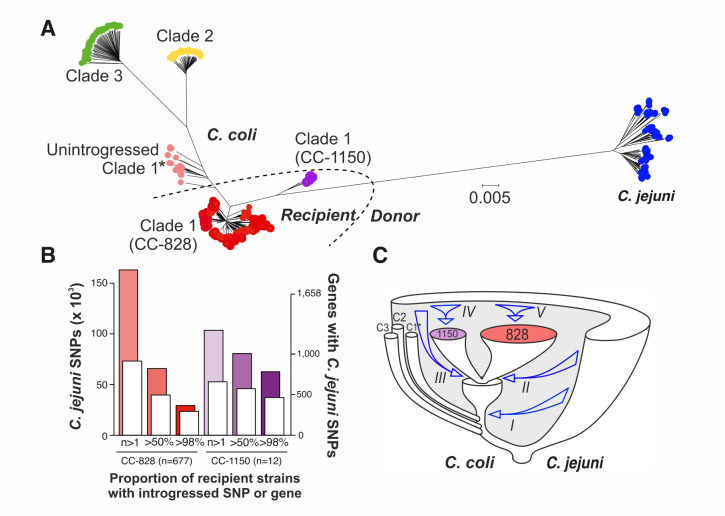 Phylogenetic tree of C. jejuni and C. coli isolates; C. jejuni genome versus CC 828 and CC 1150; and schematics of evolutionary divergence for C. coli and C. jejuni are in respective illustrations.