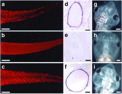 Fig 2.