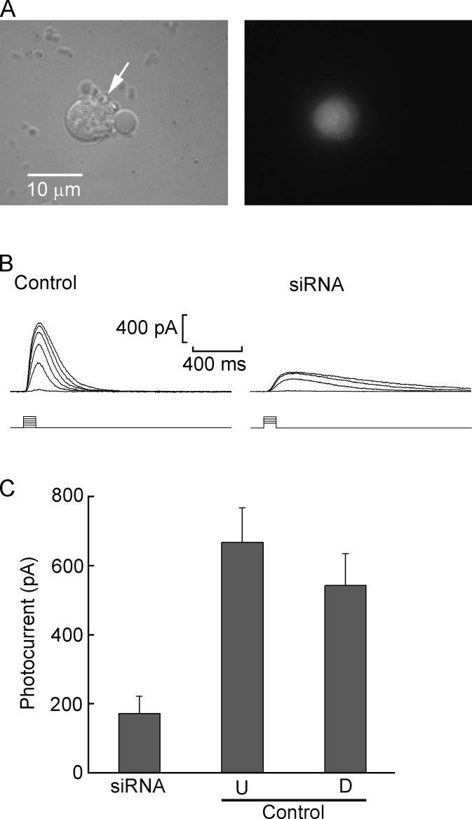 Figure 7.