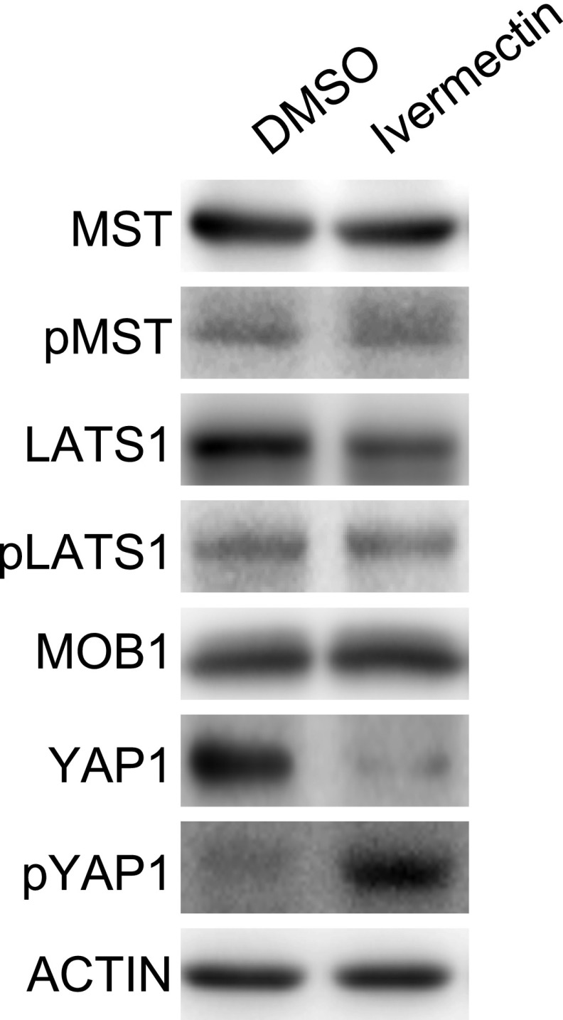 Fig. S8.