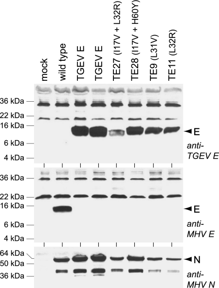 FIG. 8.