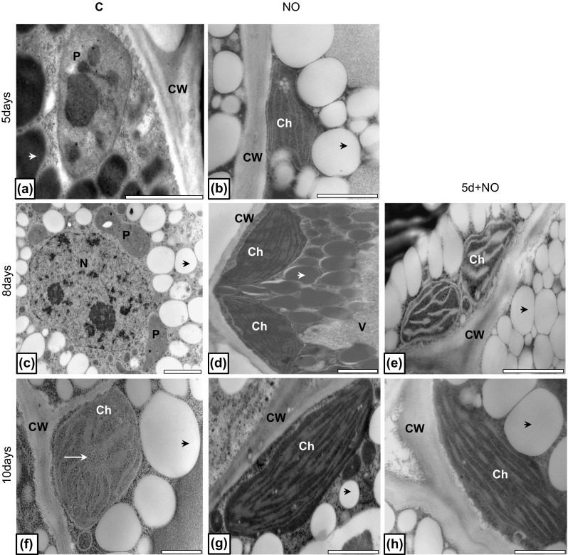 Fig. 8