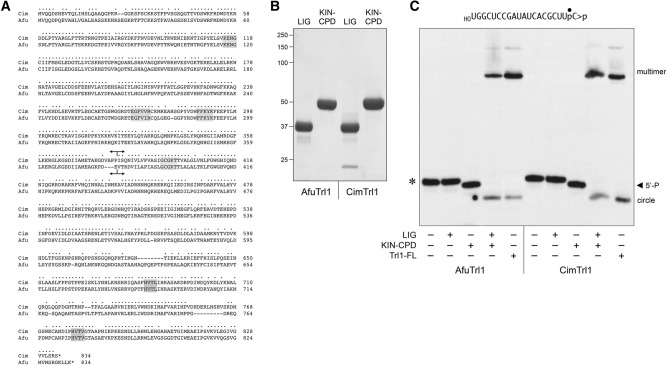 FIGURE 4.