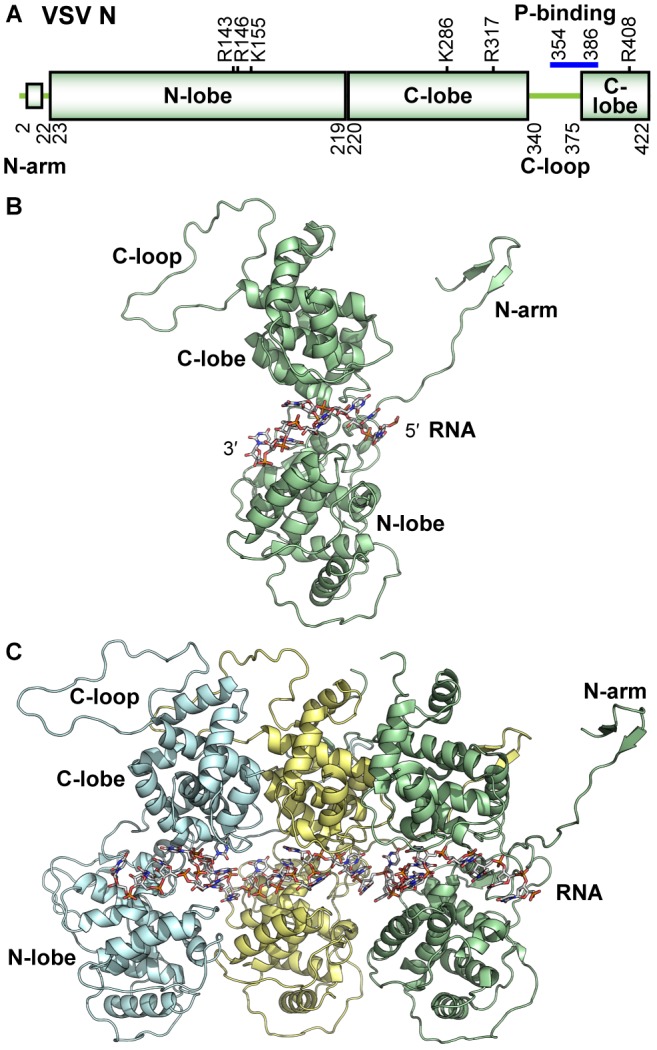 FIGURE 3