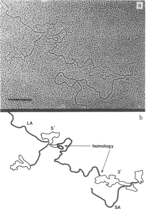 graphic file with name pnas00454-0160-a.jpg