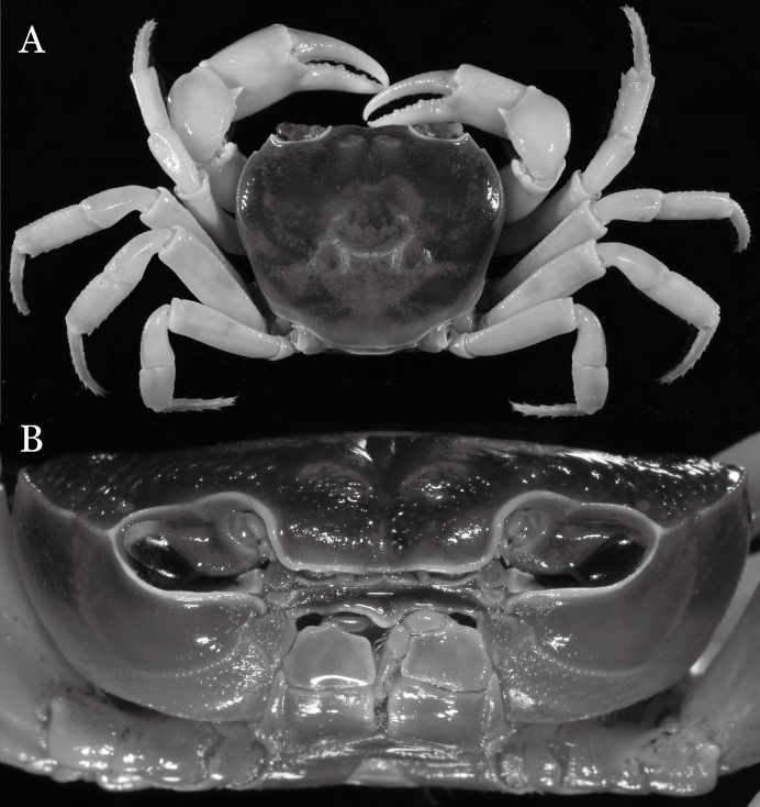 Figure 31