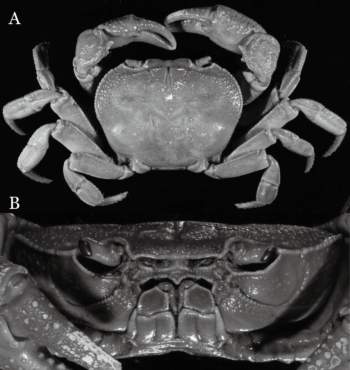 Figure 11