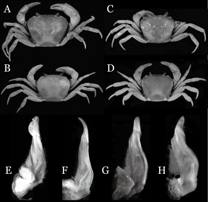 Figure 19