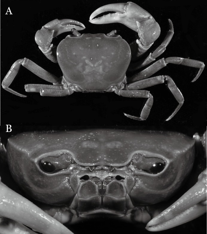 Figure 24