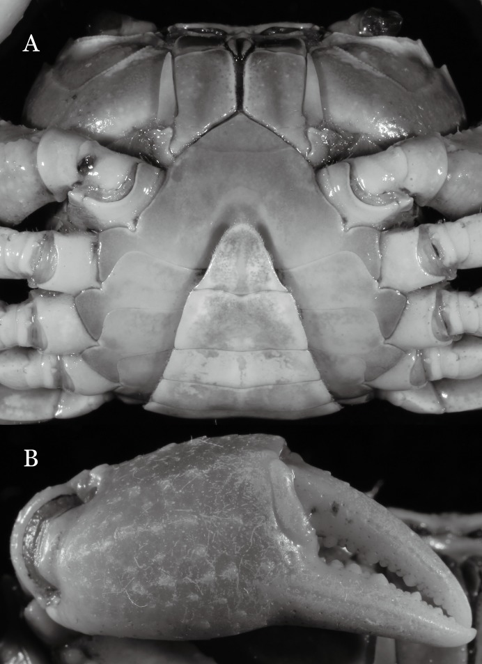 Figure 29