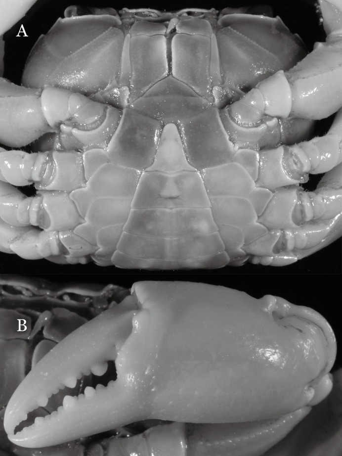 Figure 32