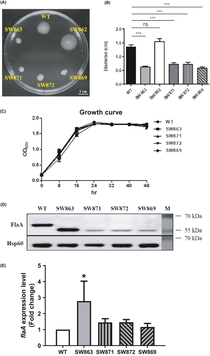 FIGURE 4