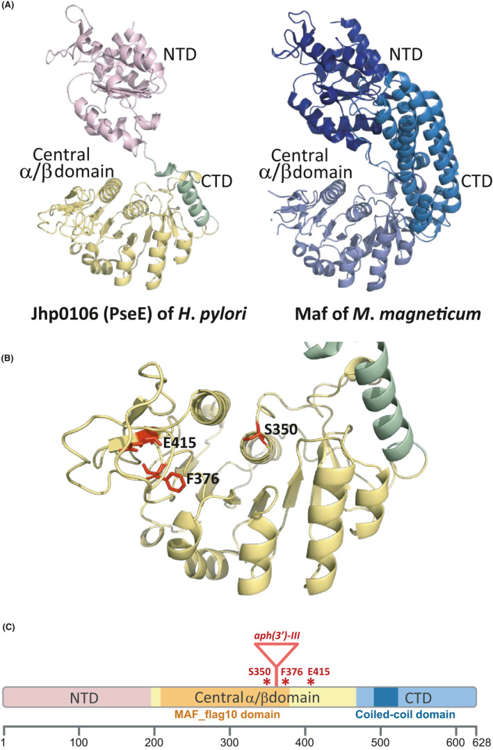 FIGURE 2