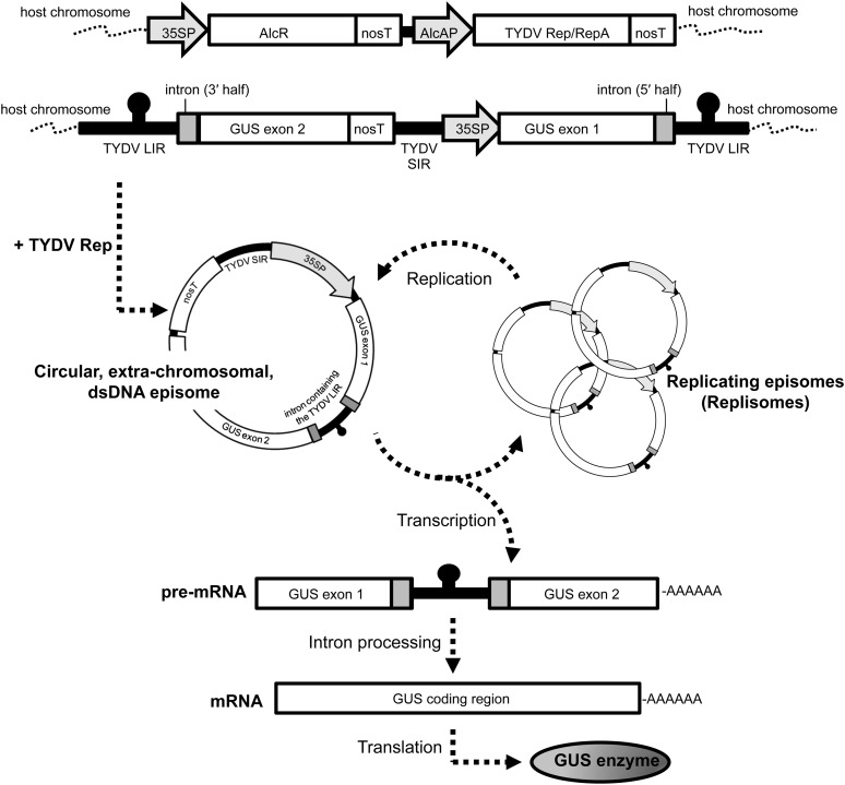 Figure 1.