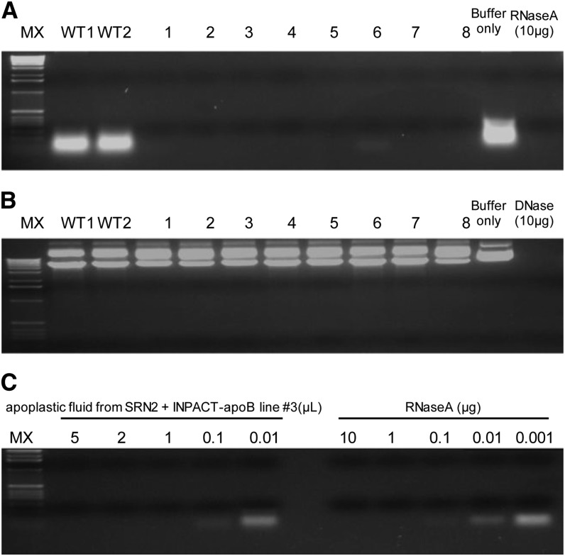 Figure 11.