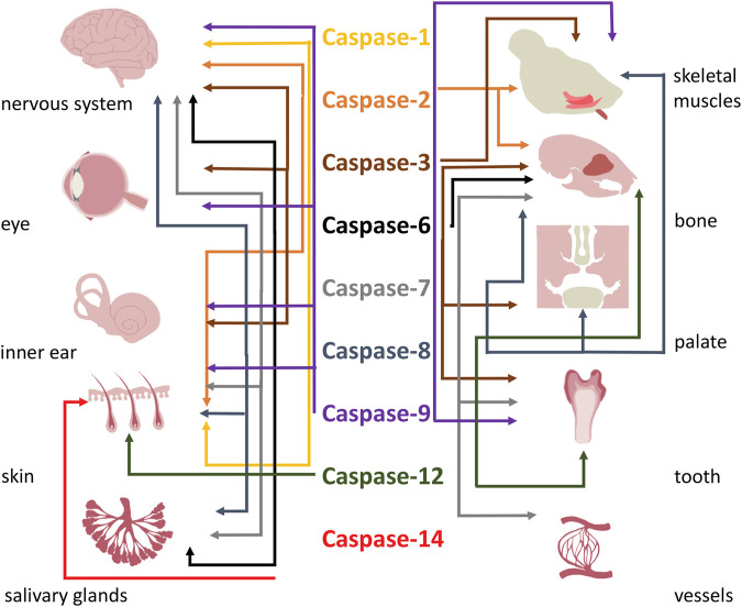 FIGURE 3