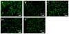 Fig. 11