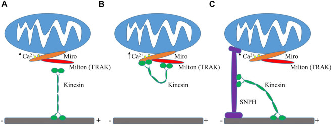 FIGURE 3