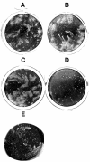 FIG. 4.