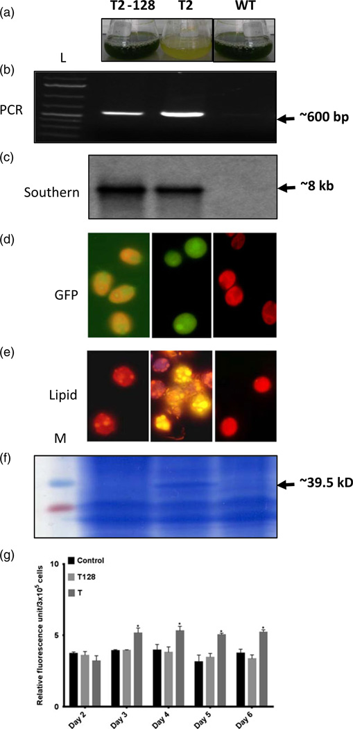 Figure 6