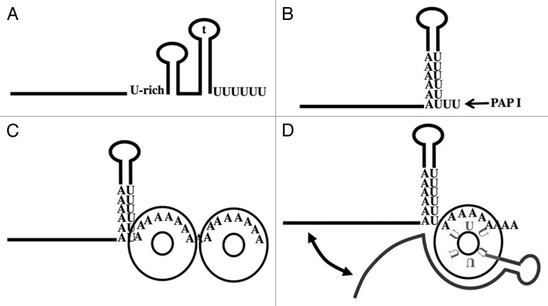 graphic file with name rna-10-602-g1.jpg