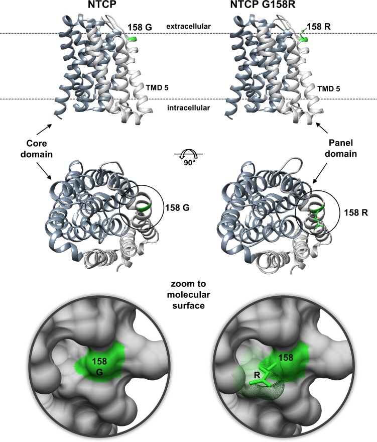 Fig 6