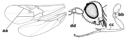 graphic file with name ZooKeys-054-001-i026.jpg