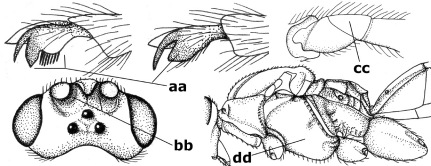 graphic file with name ZooKeys-054-001-i016.jpg