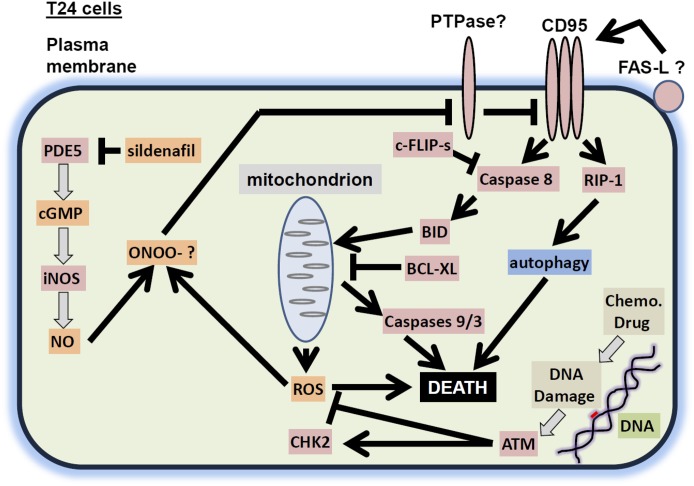 Fig. 8.