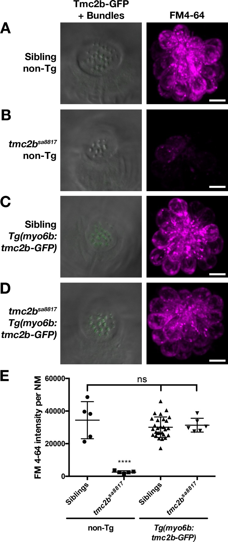 Figure 9—figure supplement 1.