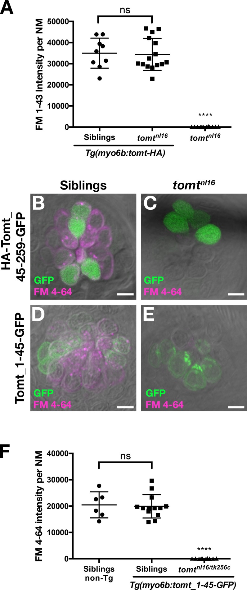 Figure 5—figure supplement 2.