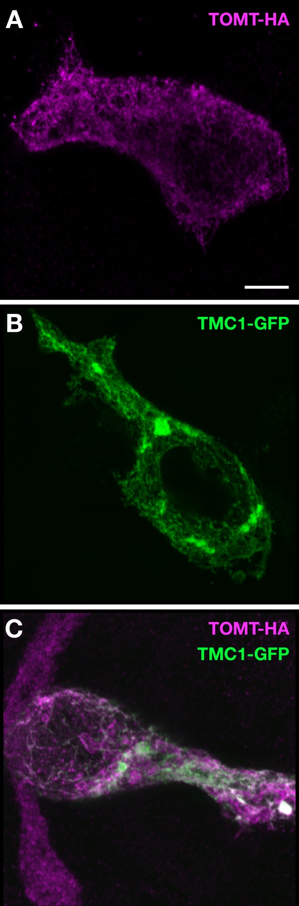 Figure 10—figure supplement 1.