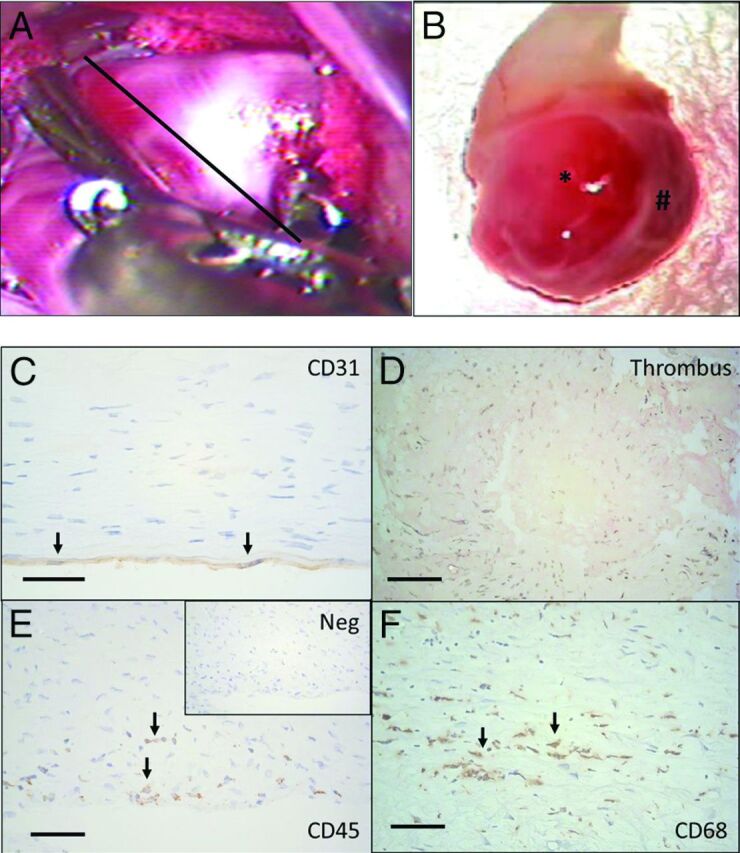 Fig 1.