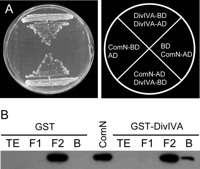 Fig 4