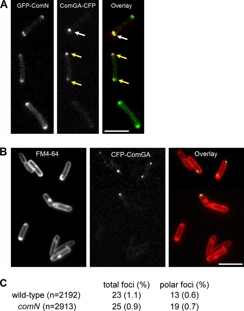 Fig 6