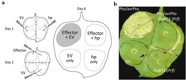 Fig. 4