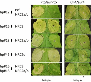 Fig. 5