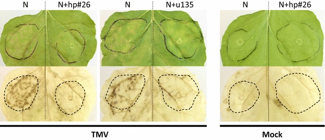 Fig. 6