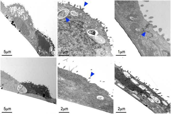 Figure 5