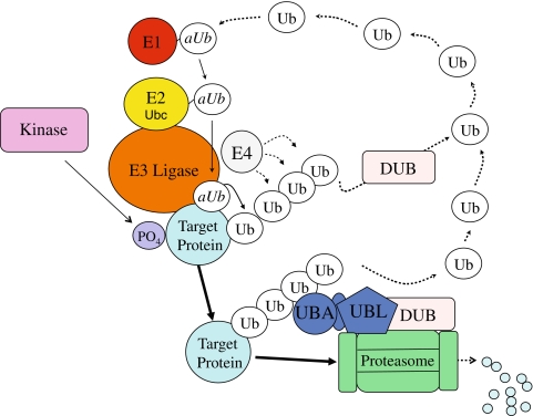 Fig. 1