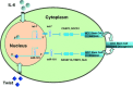 Fig 10