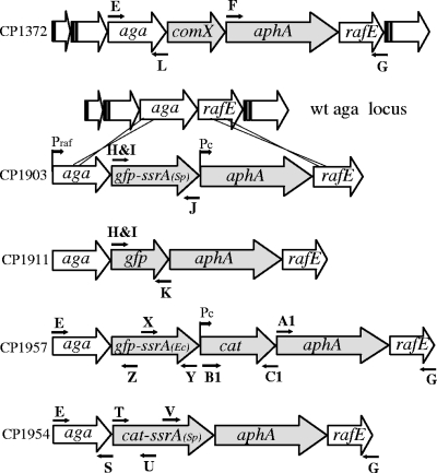 FIG. 1.