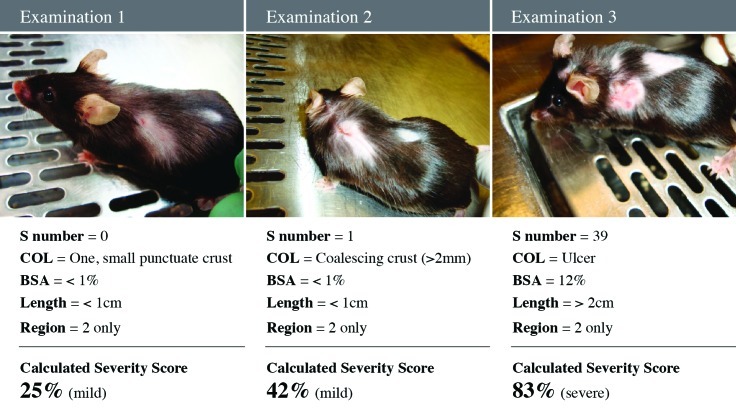 Figure 5.