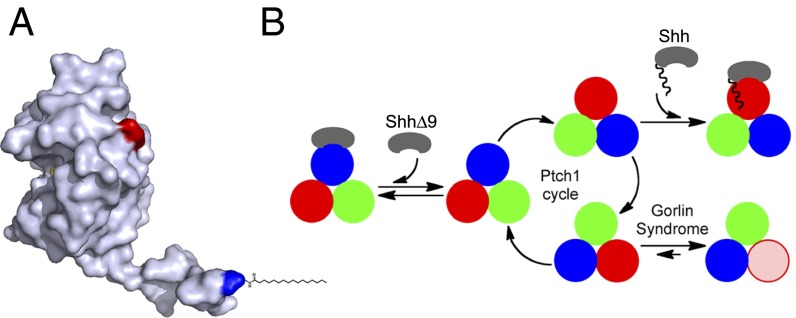 Fig. 7.