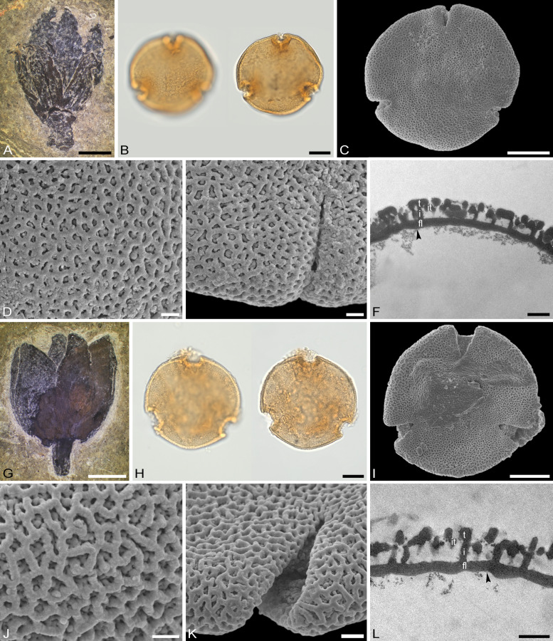 Fig. 8
