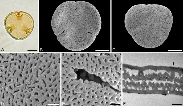 Fig. 10