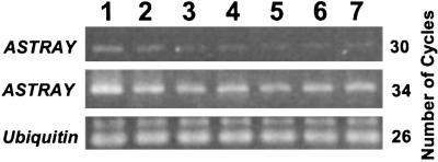 Fig 4.