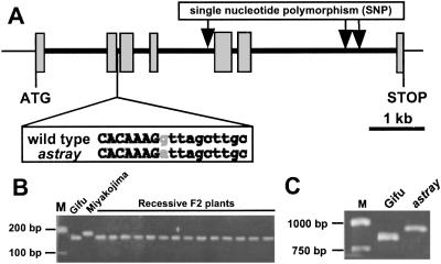 Fig 2.